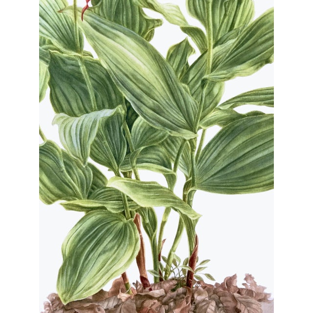 Large Orchid Giclee Prints Hand-Retouched by Angela Mirro - Set of Three Framed Prints - For Sale - Image 16 of 18