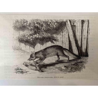 Paul Gervais, The Hunting Fox, Lithograph, 1854 For Sale