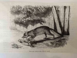 Paul Gervais, The Hunting Fox, Lithograph, 1854