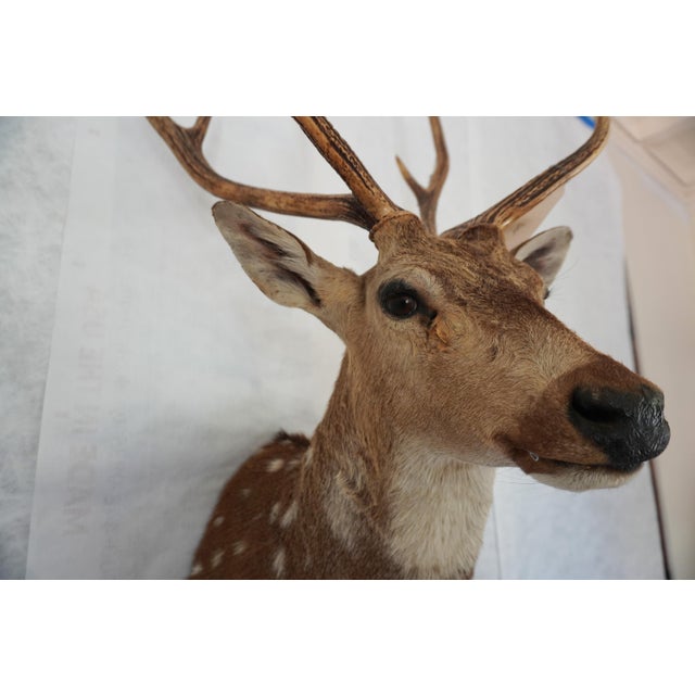 2000 - 2009 Spotted Deer Head & Bust Mount For Sale - Image 5 of 15