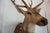 2000 - 2009 Spotted Deer Head & Bust Mount For Sale - Image 5 of 15