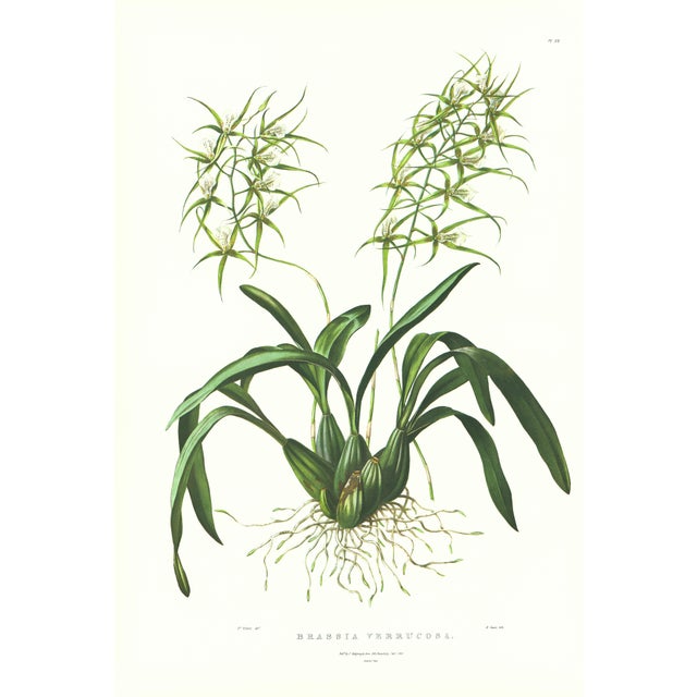 Large 1973 Orchid Flower Lithograph "Brassia Verrucosa" (Warty-Lipped Brassia) After James Bateman For Sale