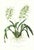 Large 1973 Orchid Flower Lithograph "Brassia Verrucosa" (Warty-Lipped Brassia) After James Bateman For Sale