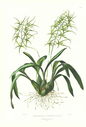 Large 1973 Orchid Flower Lithograph "Brassia Verrucosa" (Warty-Lipped Brassia) After James Bateman