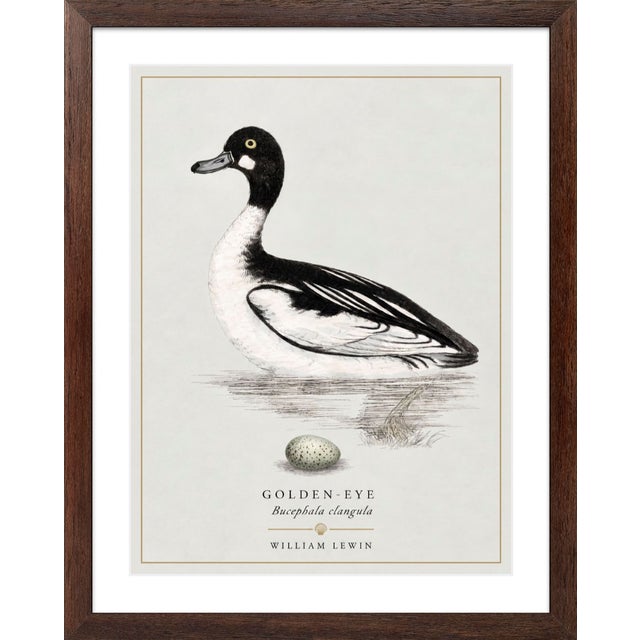 William Lewin 1789 Waterbirds Fine Art Gallery Board Print - The Golden Eye For Sale - Image 10 of 11
