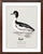 William Lewin 1789 Waterbirds Fine Art Gallery Board Print - The Golden Eye For Sale - Image 10 of 11