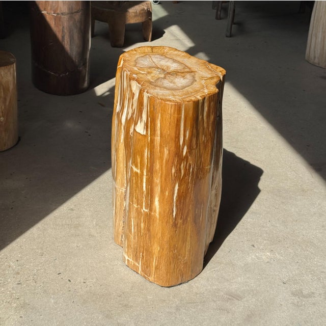 Oval Side Table in Petrified Wood, 1980s For Sale - Image 10 of 18