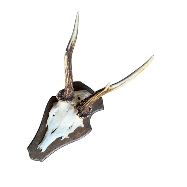 Cabin Roe Deer Trophy 155 Black Forest Antlers Mount For Sale - Image 3 of 5