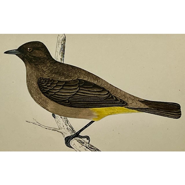 Antique Bird Print From England Showcasing an Impressive Gold-Vented Thrush - Circa 1880 For Sale - Image 10 of 11