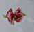 Ceramic Antique J Pouyat Limoges Porcelain Bowl Wanamakers Hand Painted Poppy Gold For Sale - Image 7 of 10