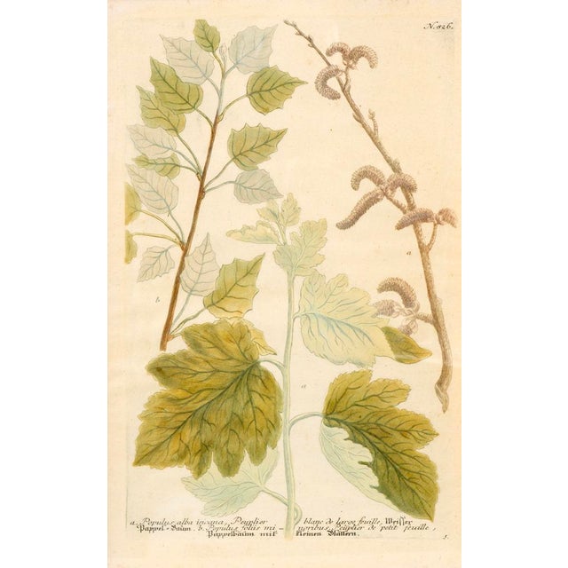 Set of Eight Framed Botanicals by J. Wilhelm Weinmann For Sale In Boston - Image 6 of 17
