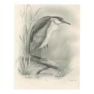After Lilian Medland, Night Heron, 1909, Print For Sale