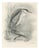 After Lilian Medland, Night Heron, 1909, Print For Sale