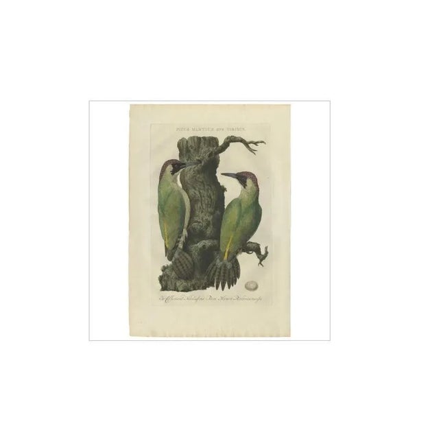 Sepp & Nozeman, Bird Illustration of the Green Woodpecker, 1770, Print For Sale - Image 4 of 5