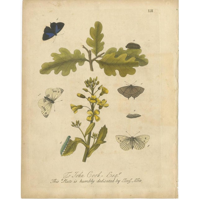Butterfly Life Cycle on Oak & Wallflower – Eleazar Albin Hand-Colored Engraving, 1720 This finely hand-colored copper...