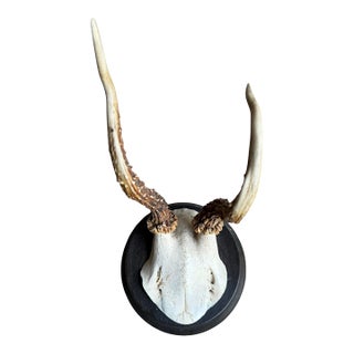 Roe Deer Trophy 209 Black Forest Antlers Mount For Sale