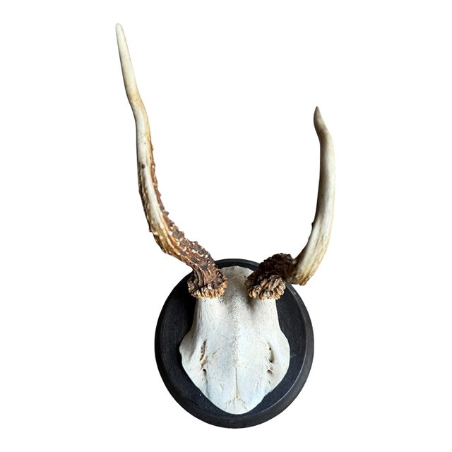 Roe Deer Trophy 209 Black Forest Antlers Mount For Sale