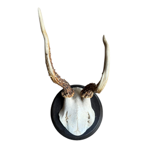 Roe Deer Trophy Black Forest Antlers Mount