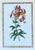 French Vintage Ehret Botanical Prints - Set of 2 For Sale - Image 3 of 12