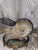 Nautilus Shell Planter, Mid Century Modern. Cast Iron Nautilus Shell Planter. For Sale - Image 9 of 11
