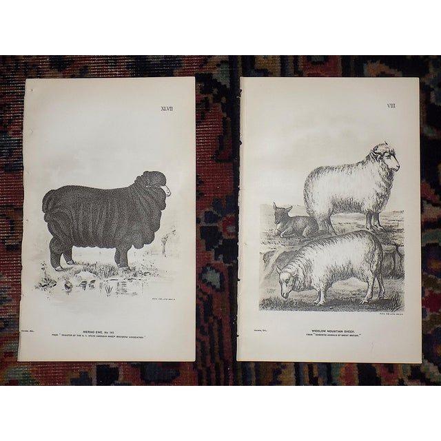 Printmaking Materials Antique 19th Century Sheep Stone Lithographs - Set of 12 For Sale - Image 7 of 8