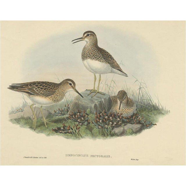 John Gould, Pectoral Sandpiper, 1870s, Paper For Sale - Image 5 of 5