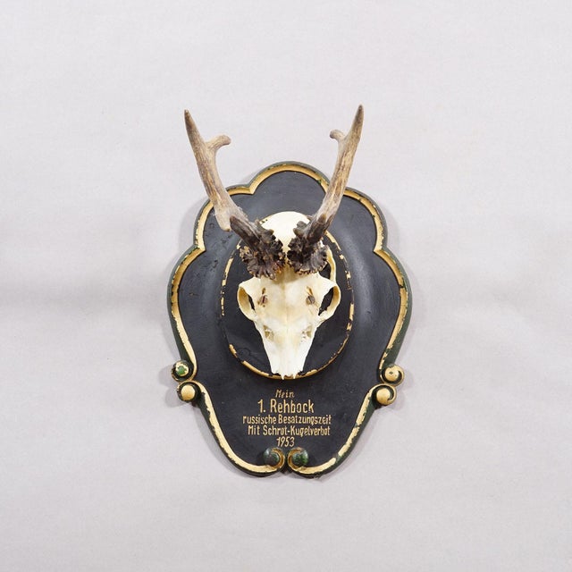 Vintage Black Forest Red Deer Trophy on Wooden Plaque - Germany 1953 An antique red deer (Capreolus capreolus) trophy on a...