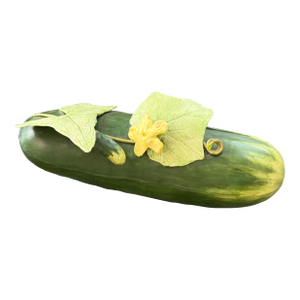 Mary Kirk Kelly Porcelain Zucchini Box