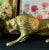 Hollywood Regency Vintage Brass Lion Statue Office Bookcase Lion Decor 13" For Sale - Image 3 of 12