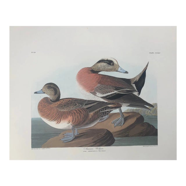 John James Audubon American Widgeon From Abbeville Edition For Sale