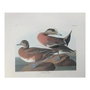 John James Audubon American Widgeon From Abbeville Edition