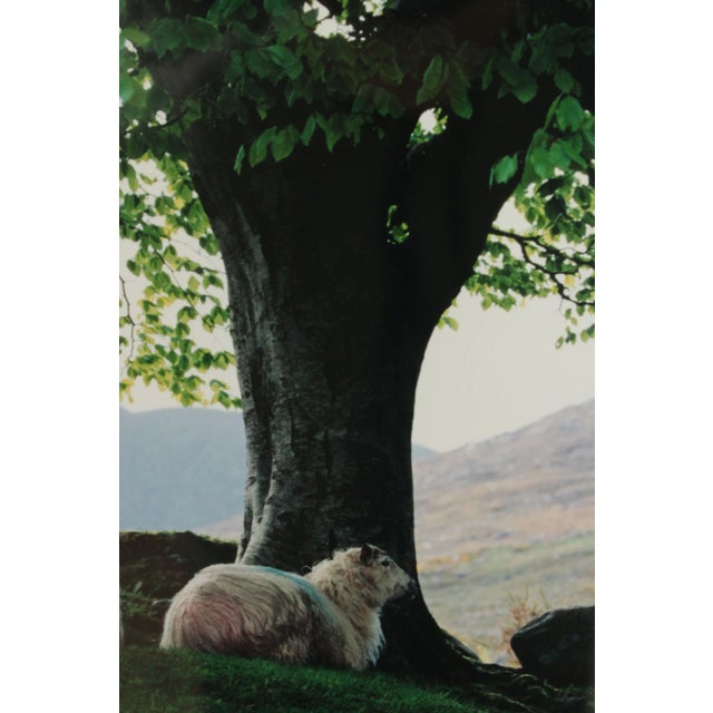 1990s "Sheepscape" Ireland Landscape Photography Print by John & Debra Scanlan For Sale - Image 9 of 13