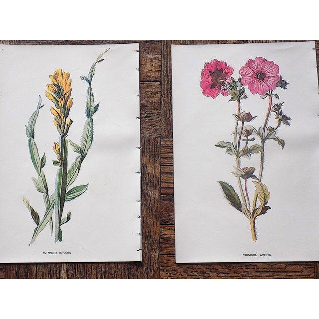 Late 19th Century Antique 19th Century Edward Hulme Botanical "Garden Flowers" Lithographs - Set of 12 - Super Price! For Sale - Image 5 of 9