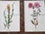 Late 19th Century Antique 19th Century Edward Hulme Botanical "Garden Flowers" Lithographs - Set of 12 - Super Price! For Sale - Image 5 of 9