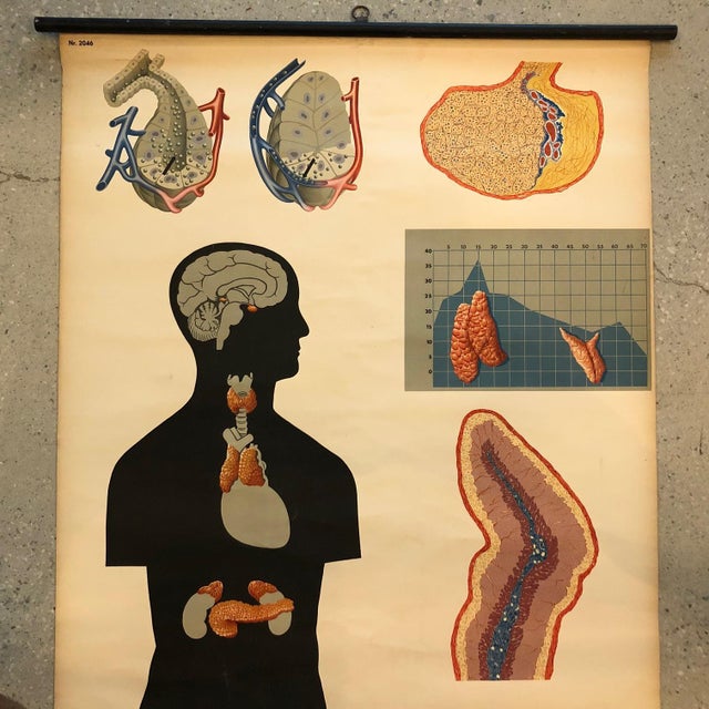 Industrial Mid 20th Century German Anatomical Educational Endocrine System Chart For Sale - Image 3 of 12