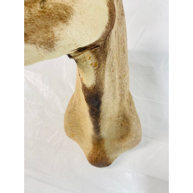 Vintage Mounted Antelope Taxidermy Wall Mount With Long Horns, Estate Find For Sale - Image 16 of 18