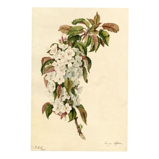Cherry Blossom Branch, 1832, Watercolour For Sale
