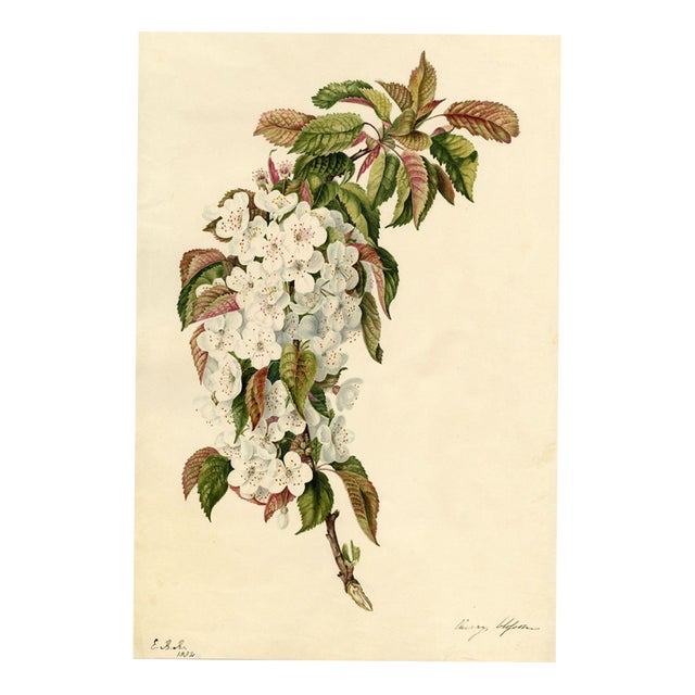 Cherry Blossom Branch, 1832, Watercolour For Sale