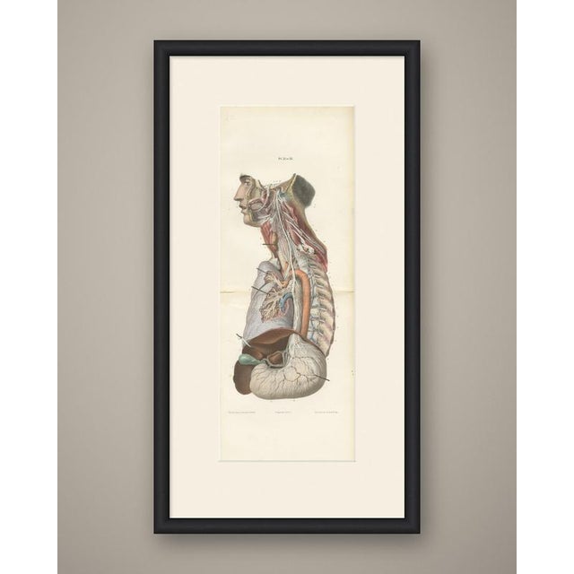 This antique anatomy print of the vagus and sympathetic nerves of the trunk is an original 1866 hand coloured lithograph...