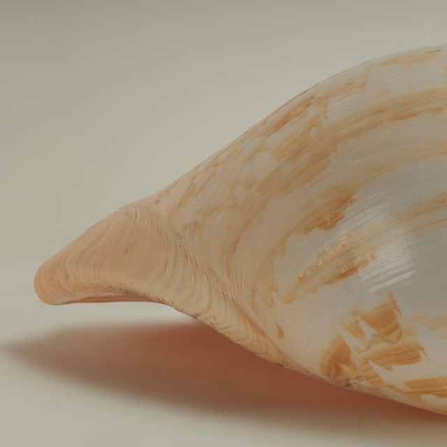 Large Melo Amphora Sea Shell For Sale - Image 10 of 10
