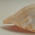 Large Melo Amphora Sea Shell For Sale - Image 10 of 10
