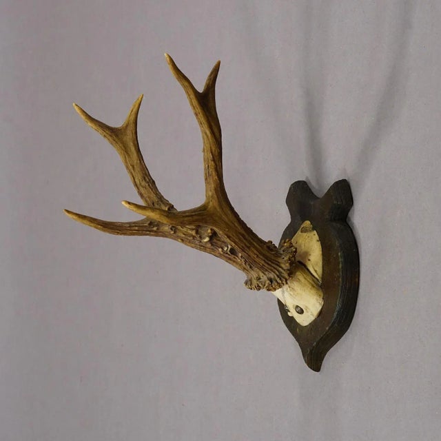Lovely Antique Roe Deer Trophy on Wooden Plaque, Germany ca.1930s A lovely antique 6 pointer roe deer (Capreolus...