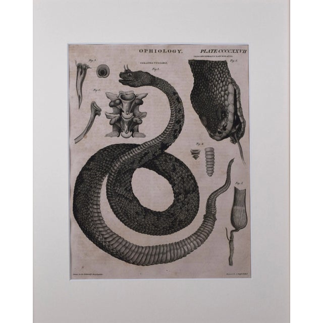 Early 19th Century copper plate engraving published 1808-1830, Edinburgh for "The Edinburgh Encyclopaedia" conducted by...