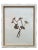 Set of 18 newly framed herbariums from 1895. Framing is new Larson-Juhl solid wood from Italy, folios are mounted to...