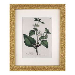 Early 19th Century English Hand Colored Floral Botanical Engraving of Nightshade by William Woodville For Sale