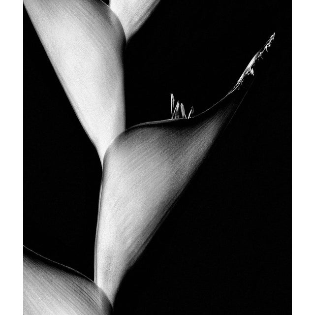 Contemporary Sam Thomas, Cactus, 2014, Pigment Print For Sale - Image 3 of 7