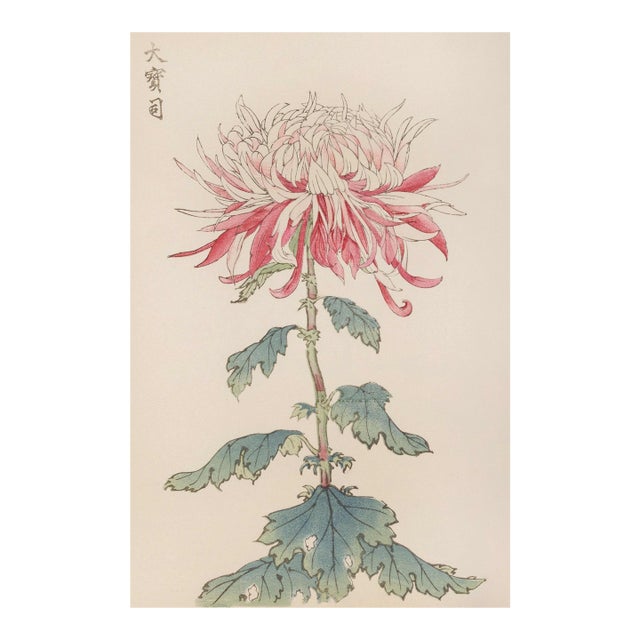 Japanese Chrysanthemum by Hasegawa, Vintage Botanical Art Print, 8" X 12" For Sale