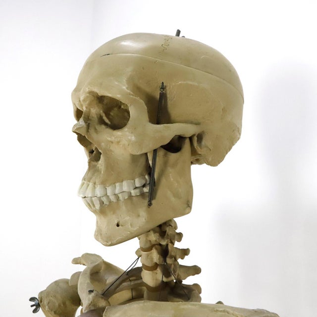 Mexican Vintage Real Size Human Skeleton For Sale - Image 3 of 4
