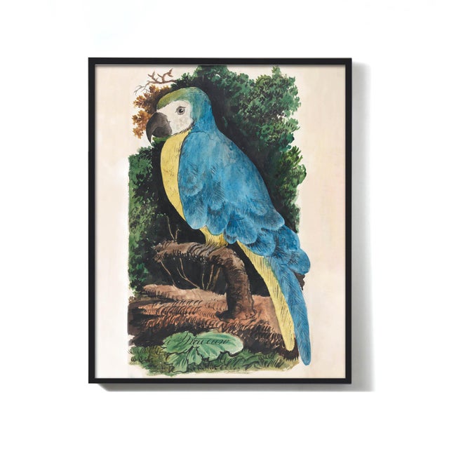 Antique Reproduction Naturalist Macaw Parrot (Blue) For Sale - Image 4 of 6