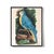 Antique Reproduction Naturalist Macaw Parrot (Blue) For Sale - Image 4 of 6
